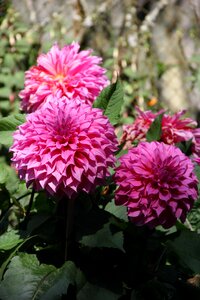 Flowers nature fresh flowers