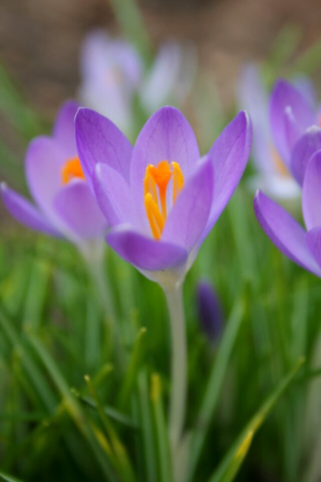 Bloom season flower