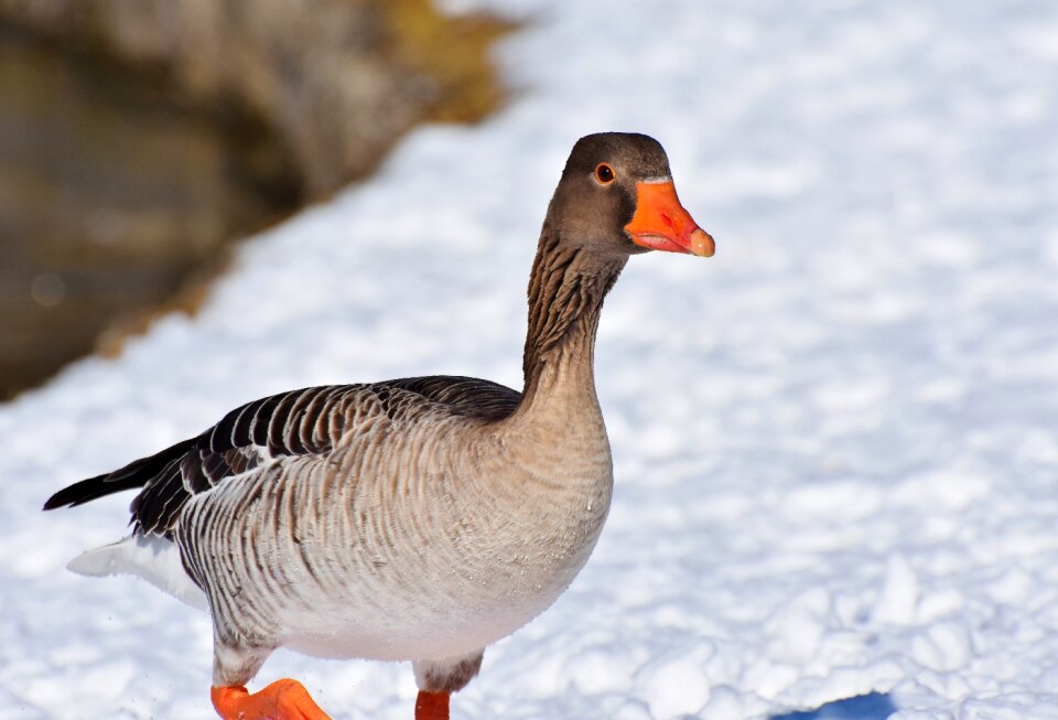 Water bird migratory bird wild bird