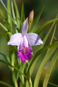Flower orchid nature