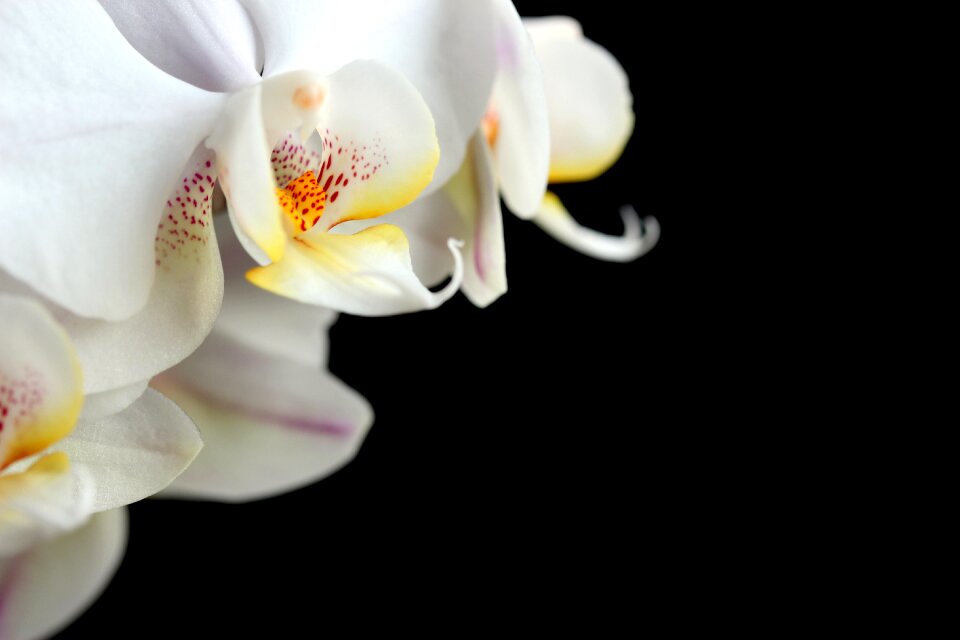 Color bright orchid