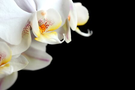 Color bright orchid