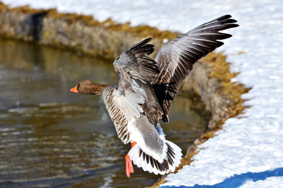 Bird poultry greylag goose