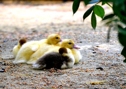 Nature gadwall plumage