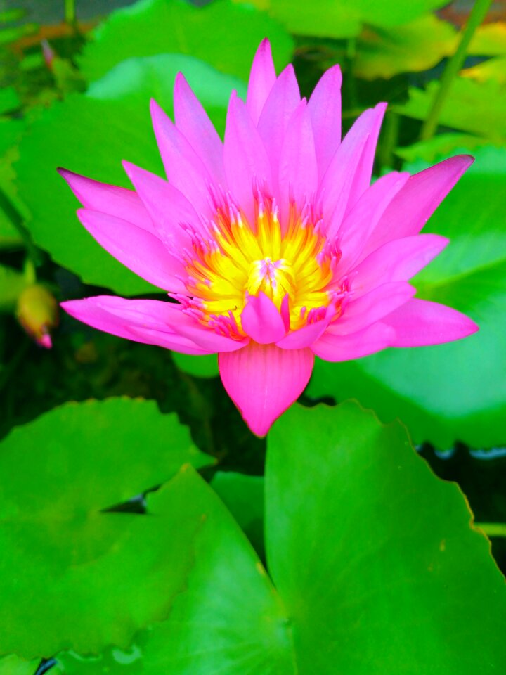 Lilies flower nature