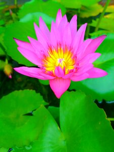 Lilies flower nature