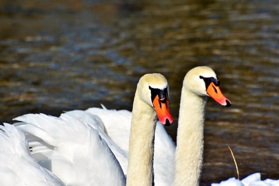 Pride waterfowl bird