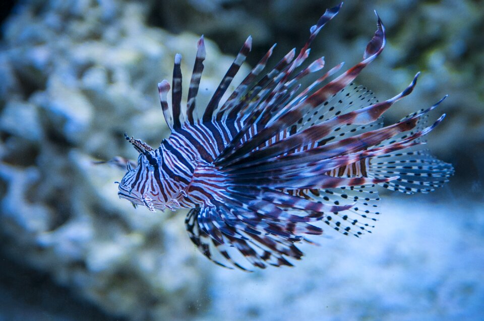 Underwater fish sea