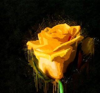 Roses yellow nature