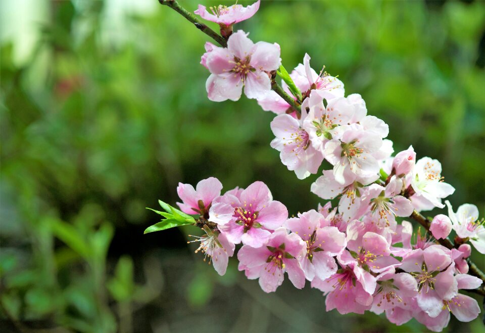 Peach blossom spring Free photos