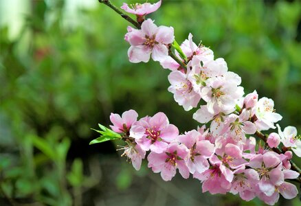 Peach blossom spring Free photos