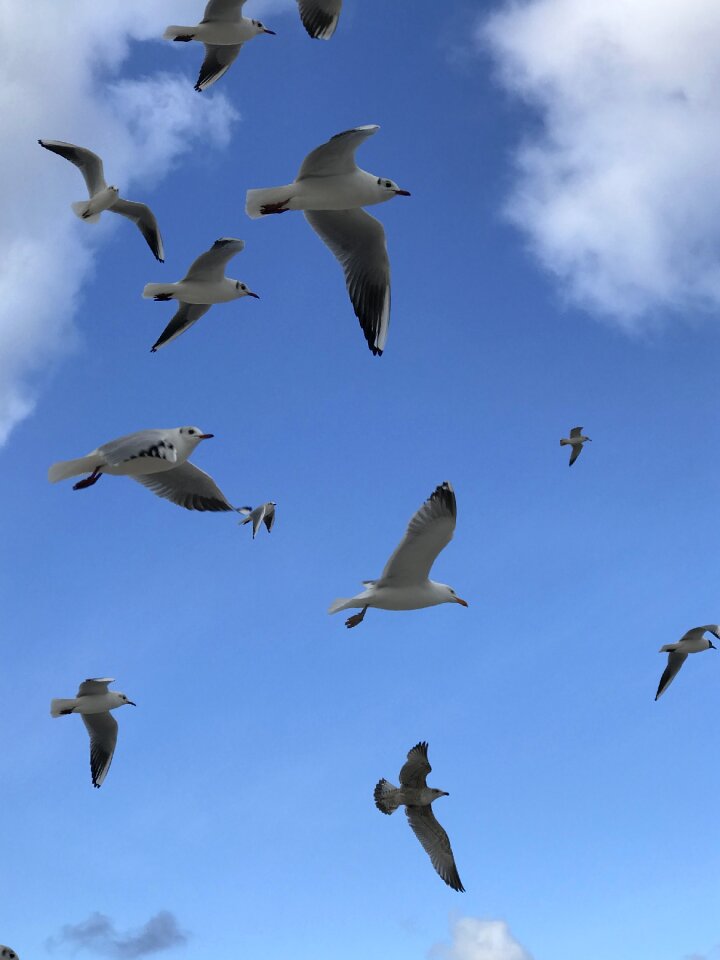 Animal world seagull flight
