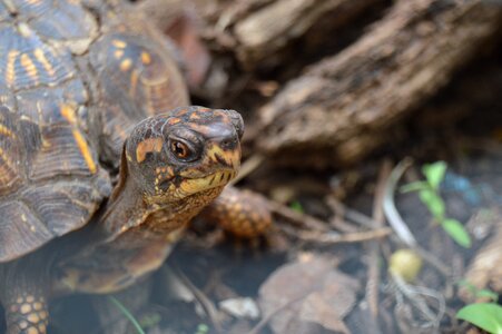 Forest reptile creature