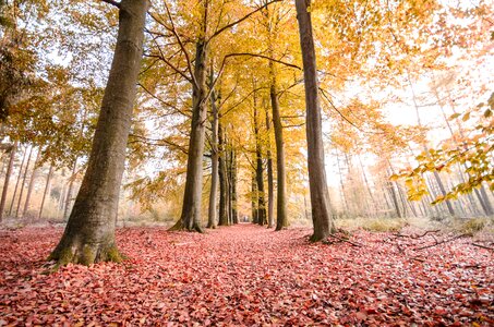Lane leaf outdoor