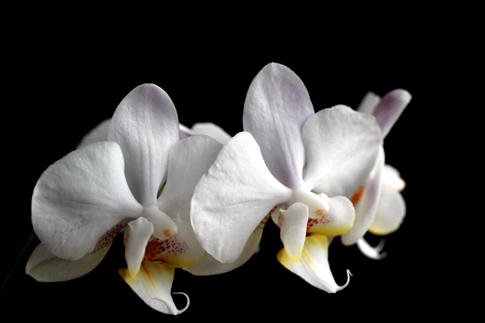 Tropical elegant orchid