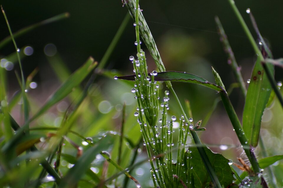 Grass rain drop of water