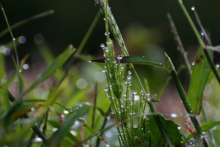 Grass rain drop of water photo