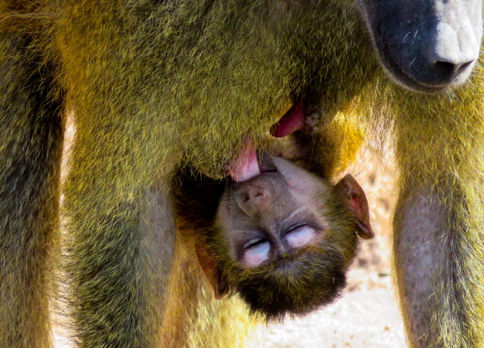 Baboon suckle mammal photo