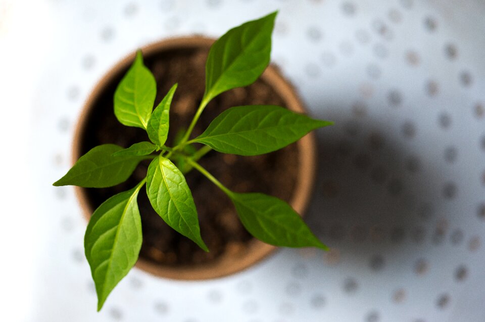 Pot spring nature