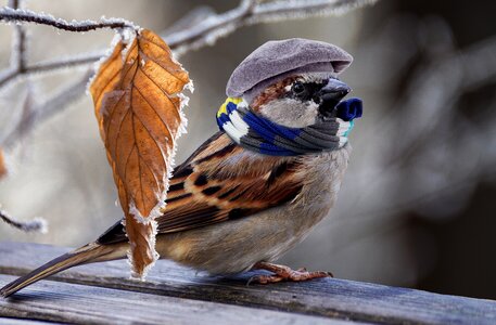 Plumage cold sweet