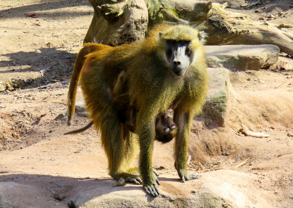 Baboon suckle mammal photo