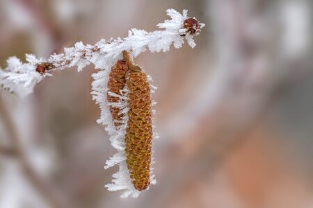 Frost hazel flower lamb's tail