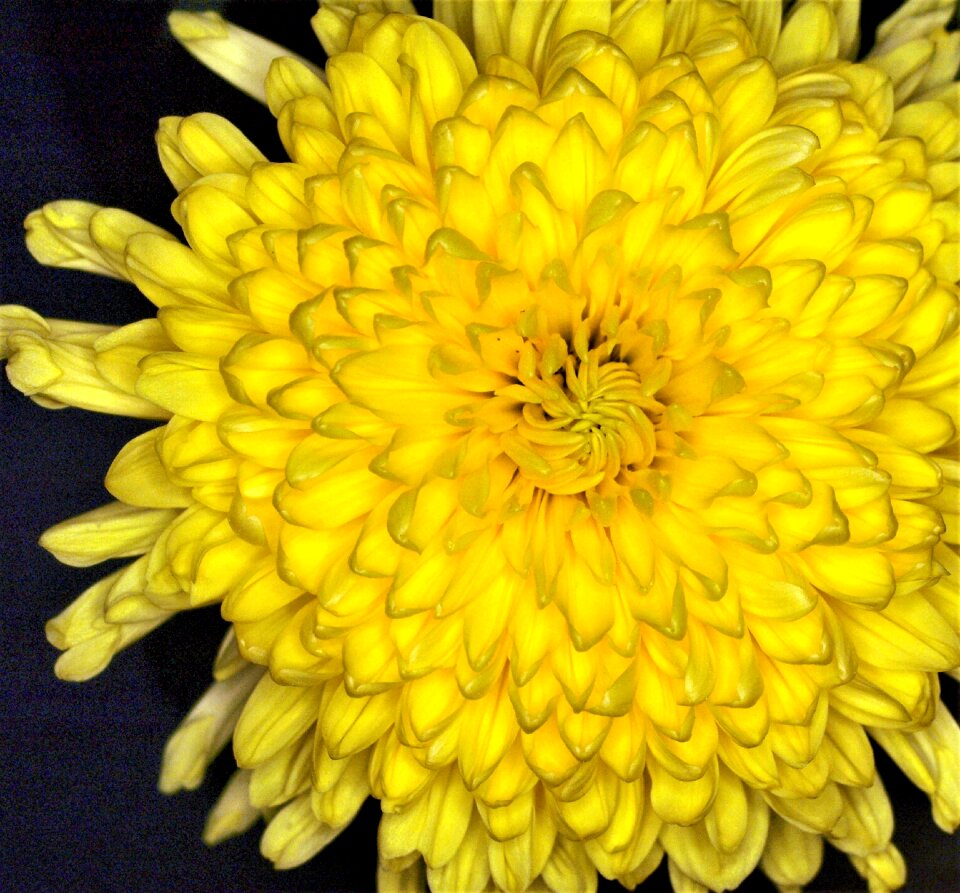Petal color blooming