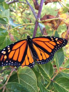 Wings monarch butterfly orange photo