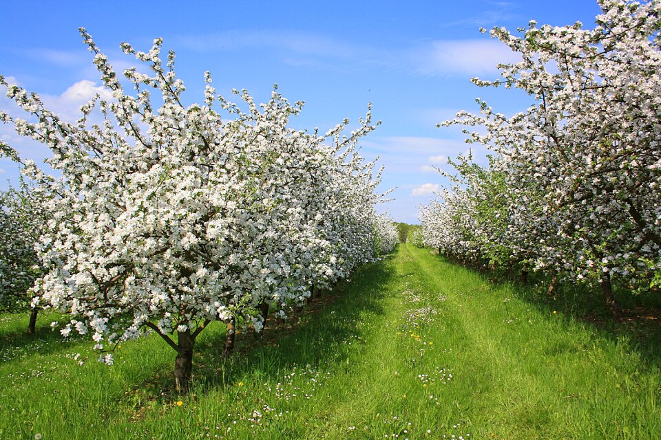 Nature spring flower spring bloom