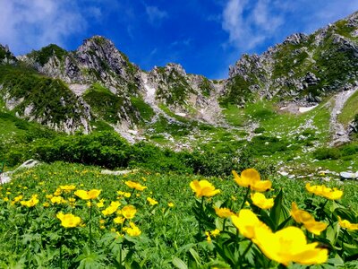 Alps alpine plant mountain
