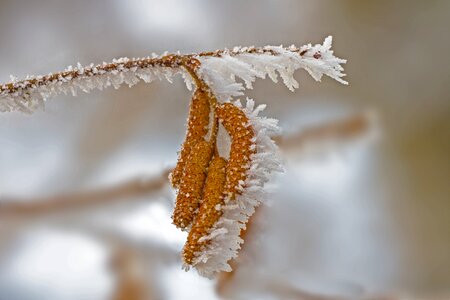 Frost hazel flower lamb's tail