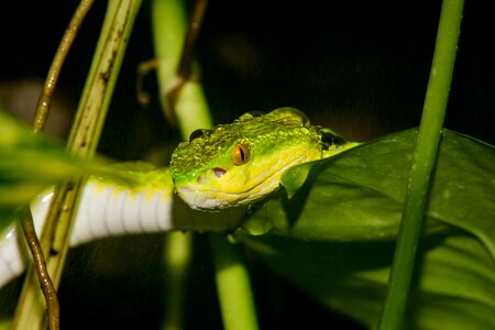 Reptile wild rain