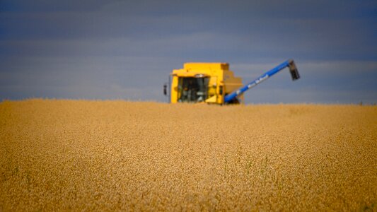 Rural food wheat photo