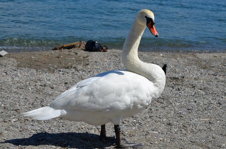 Swan waters bird nature