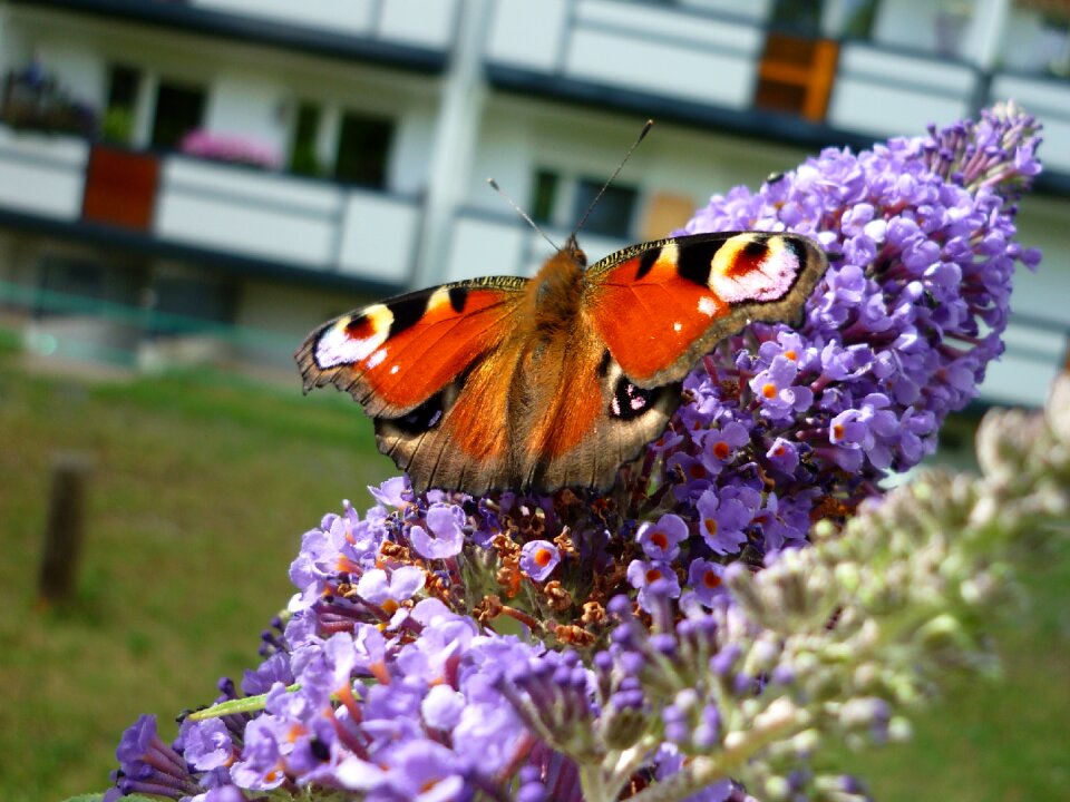 Colorful gorgeous days butterfly