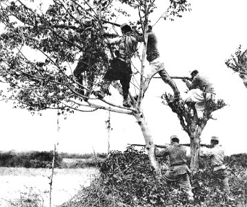 7 Octubre 1915, heróica defensa de Serbia photo