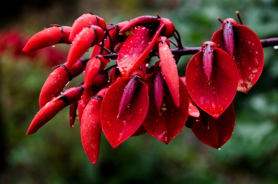 Red red flowers exotic