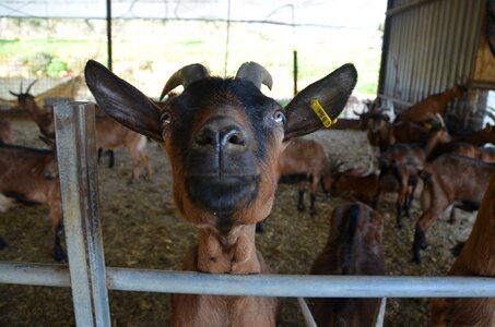 Fun farm animal