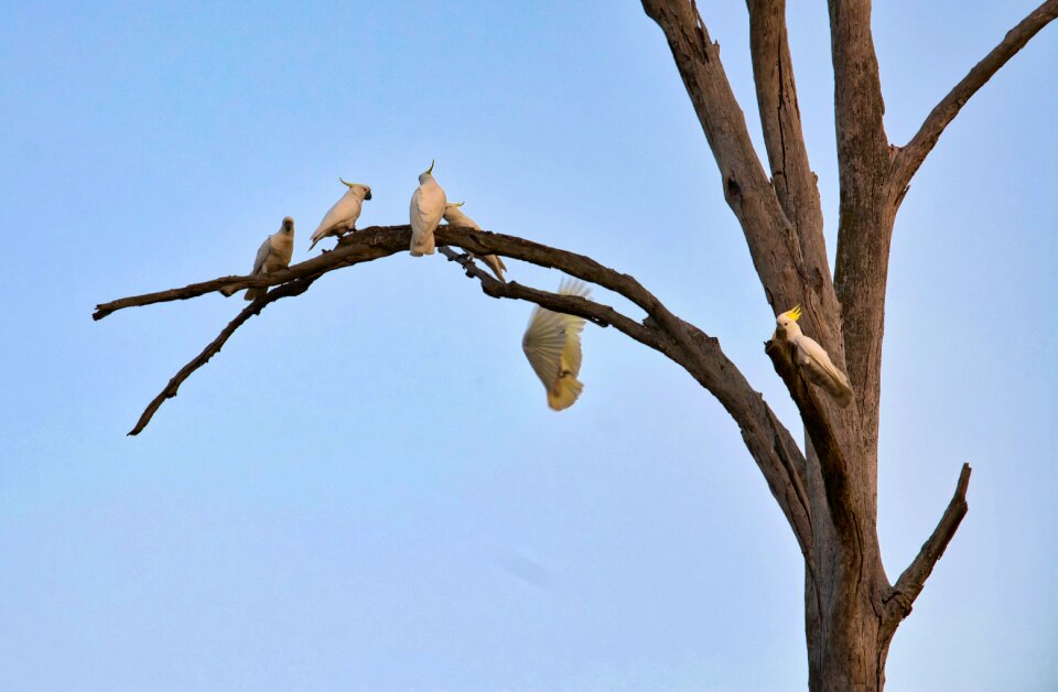 Wildlife nature australia