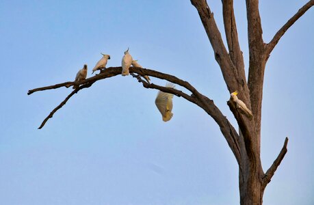 Wildlife nature australia photo