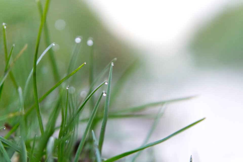 Leaf nature wet