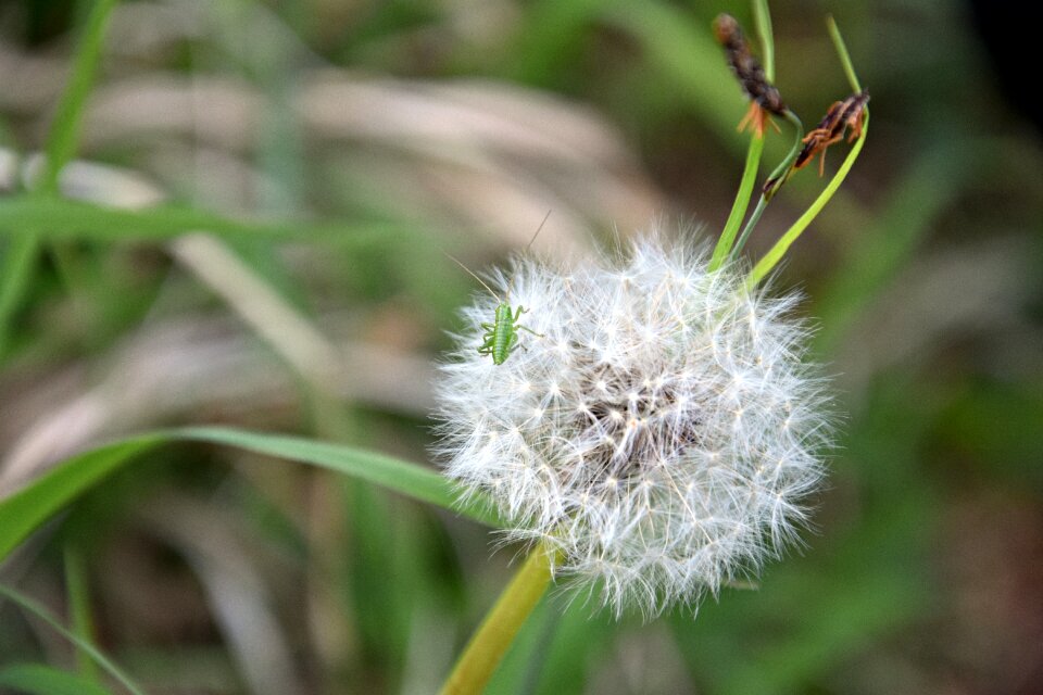 Summer flower dandelion