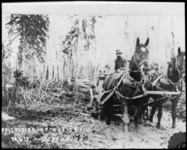 Difficulties of the Trail - Mud - Porcupine. Horse drawn c…