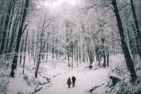 Outdoor nature snow photo