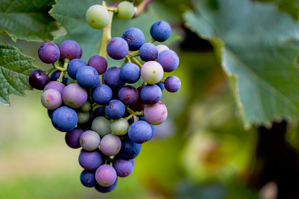 Fruit grapes purple
