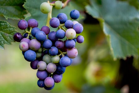 Fruit grapes purple photo