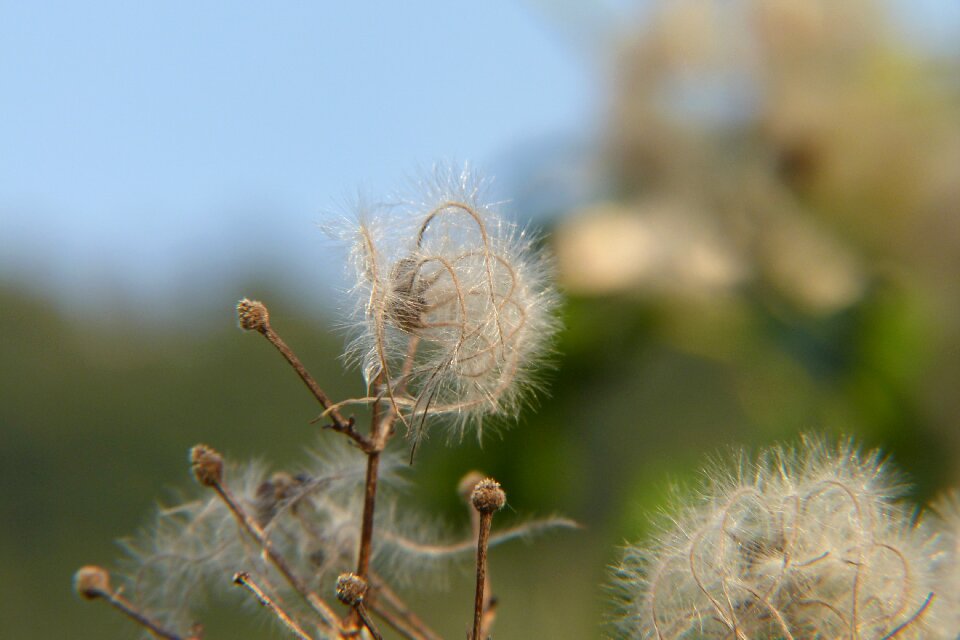 Fluffy at the court of seeds
