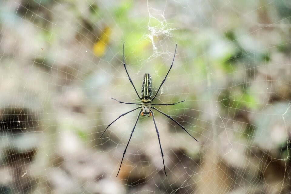 Outdoors closeup wildlife