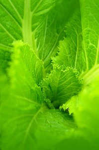 Background leaves green cabbage non