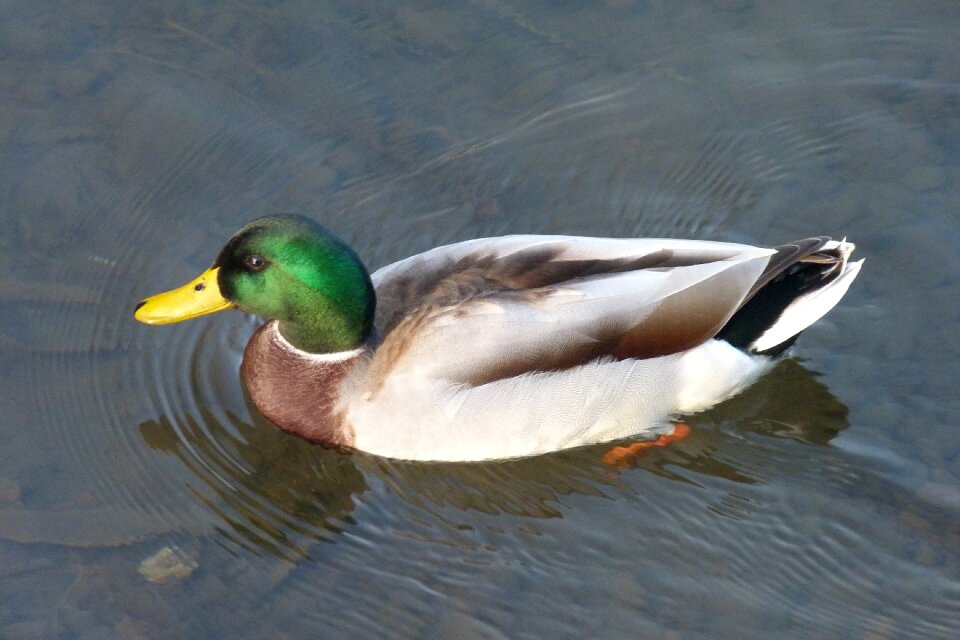 Lake wild birds pen